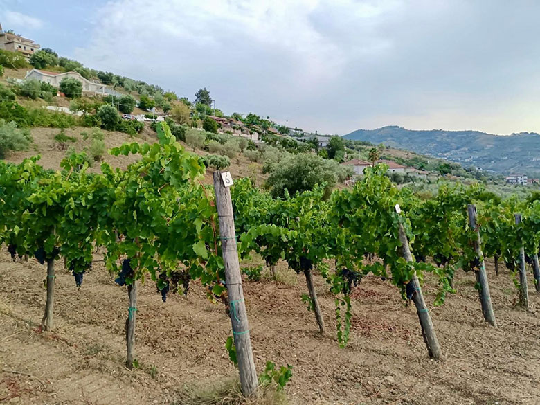 Corte Laureana vigneto