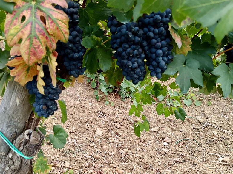 Grappoli di aglianico