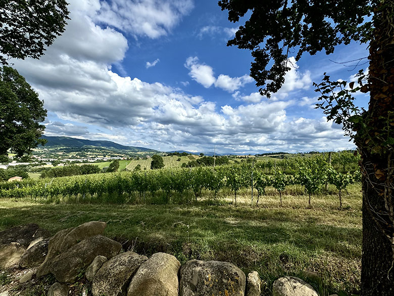Vigneti azienda Gagliardi