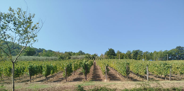 Vigneti visti dal treno