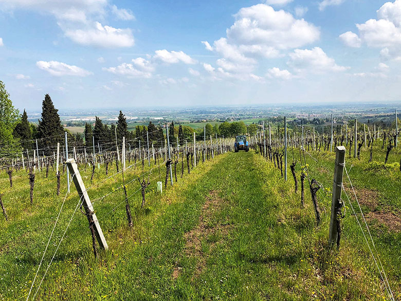 vigneto azienda Cavazza Isolani