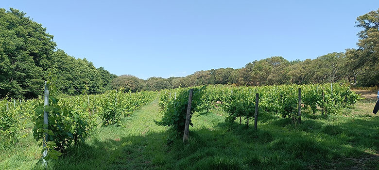 Vigneti Tenute Gregu