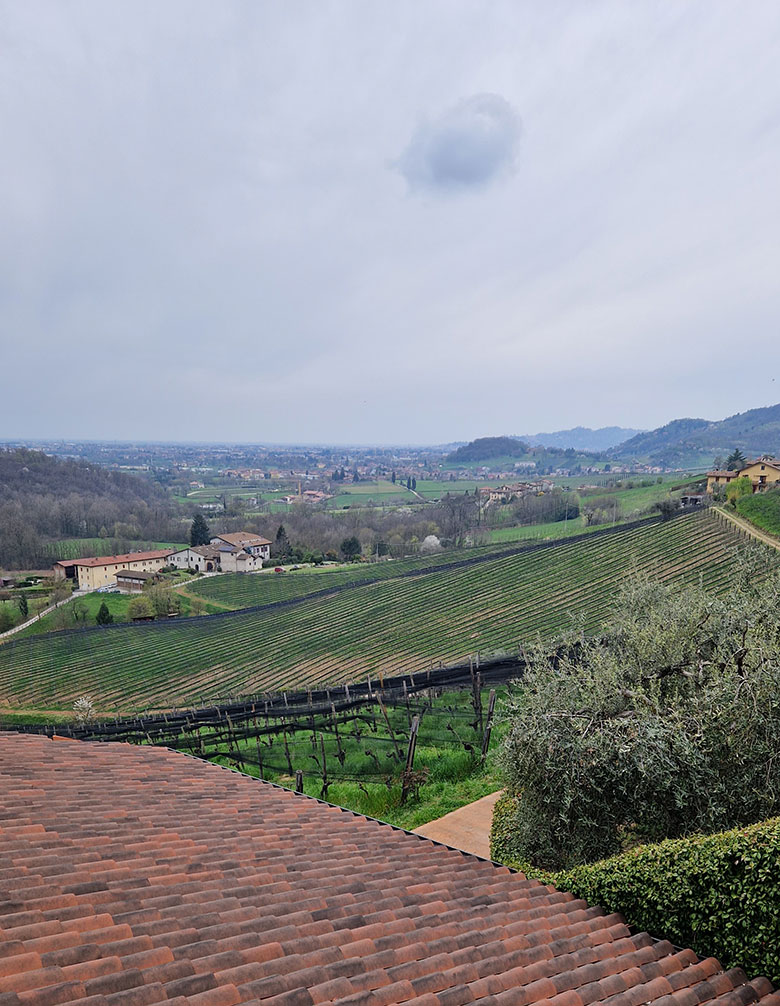Vigneto di moscato dell'azienda Il Cipresso