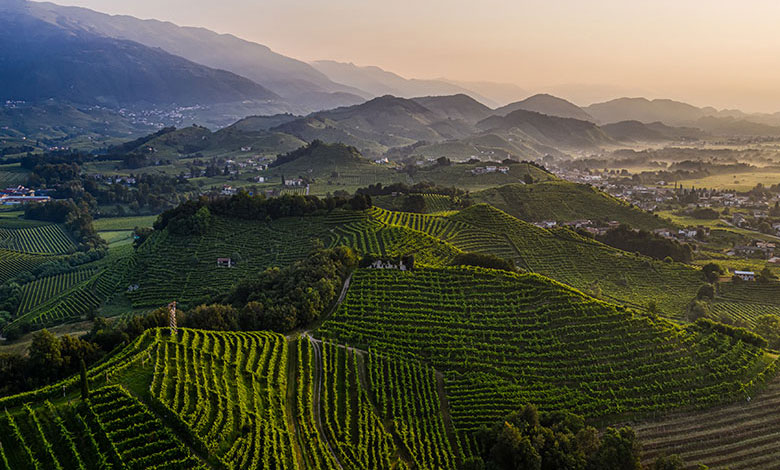 La Tordera territorio vitato