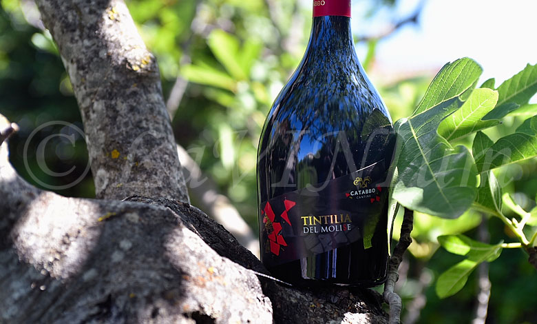 Tintilia del Molise Rosso 2019 Catabbo