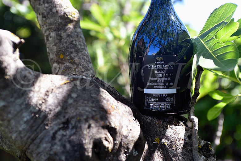 Tintilia del Molise Rosso 2019 Catabbo