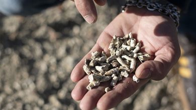 Coralli nel terreno delle Terre di Pisa