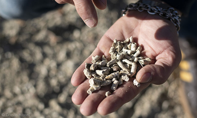 Coralli nel terreno delle Terre di Pisa