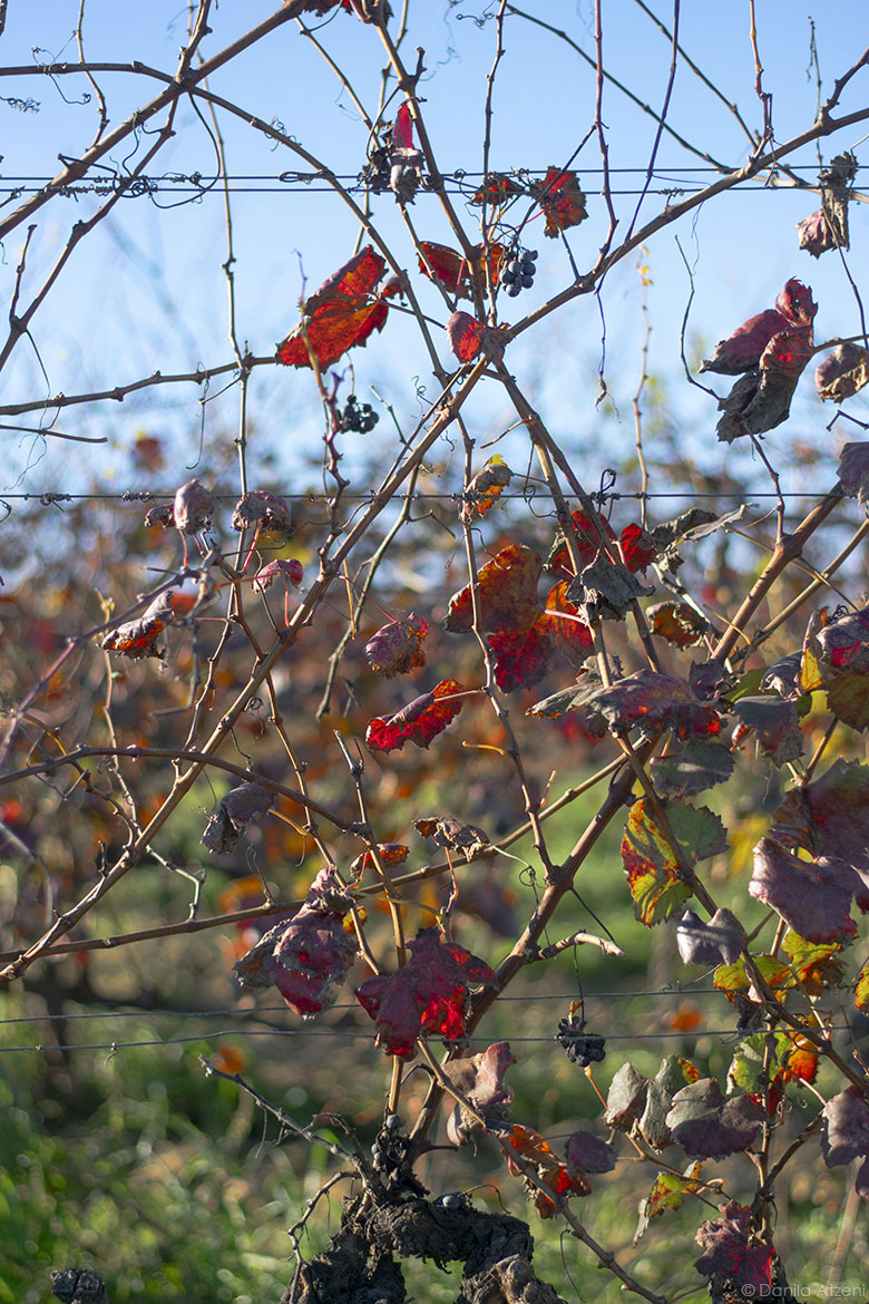 Foliage tra le vigne