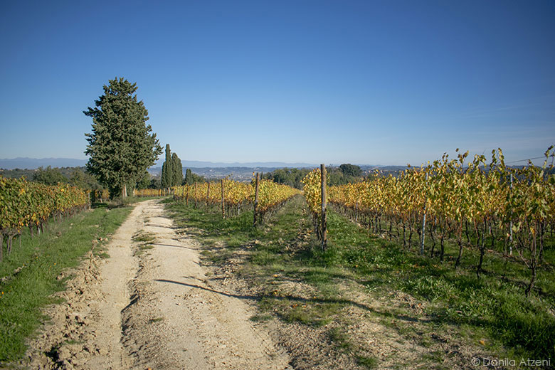 Panorama sui vigneti a Terricciola