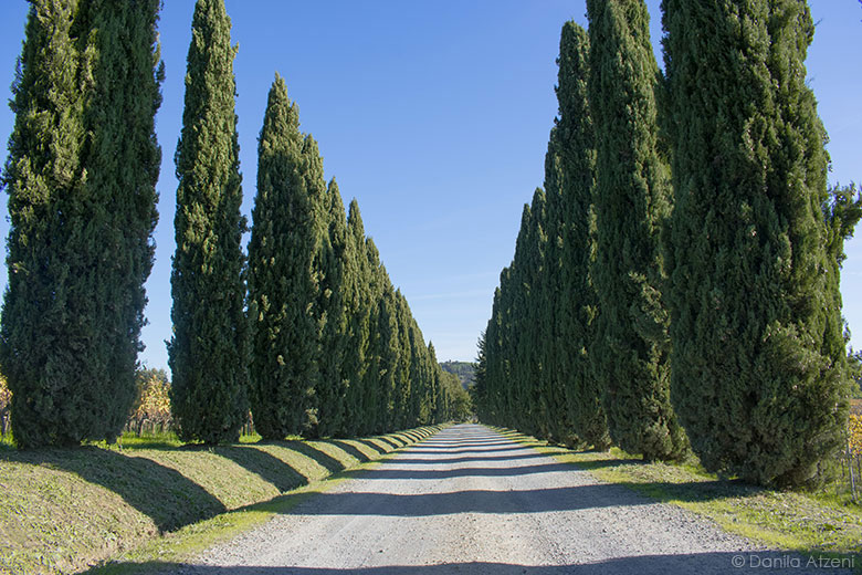 Tra i cipressi a Terricciola