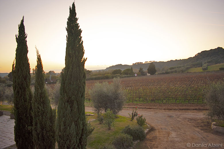 Tra i vigneti al tramonto