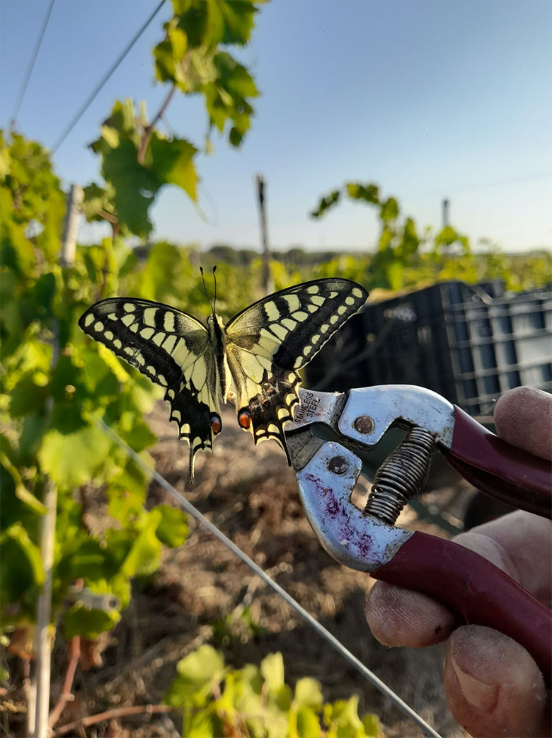 Un Macaone a testimonianza della buona salute del territorio