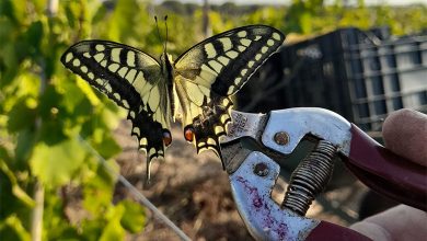 Un Macaone a testimonianza della buona salute del territorio