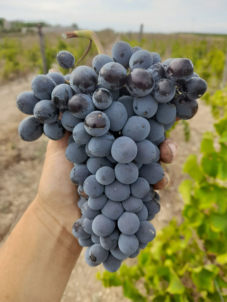 Un grappolo di nero d'Avola