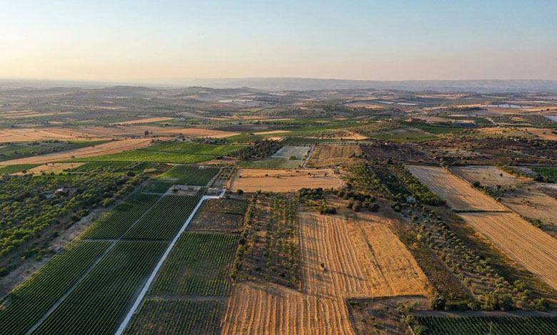Vigneti Cozzo del Parroco