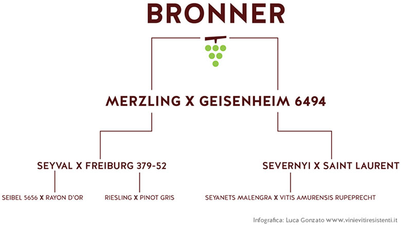 Genealogia varietà Bronner