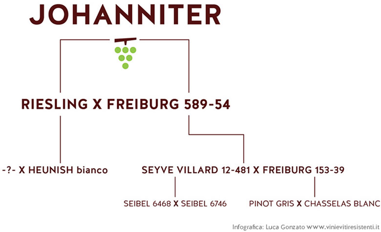 genealogia varietà johanniter