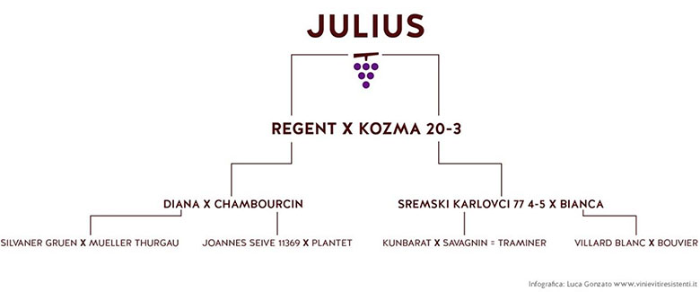 Genealogia della varietà Julius