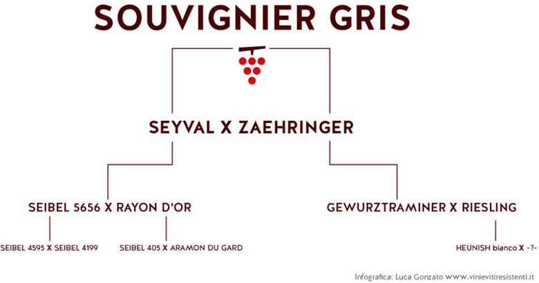 Genealogia Souvignier gris