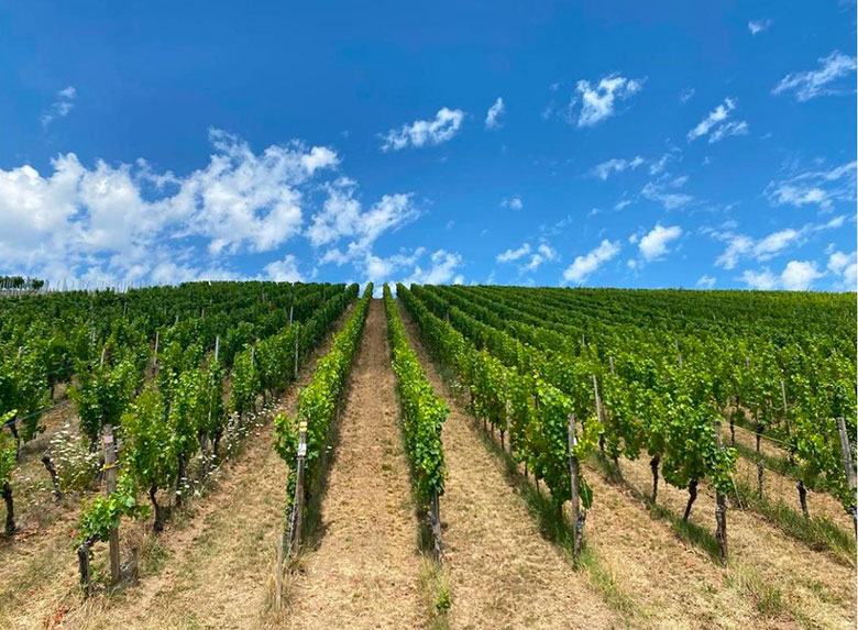 Vigneti in Lussemburgo