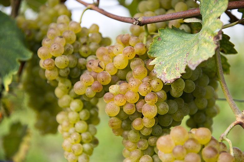 Grappoli di Turbana in vigna