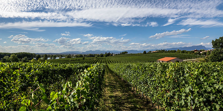 Il territorio del Lugana