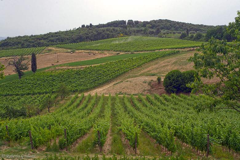 Riecine vigneti