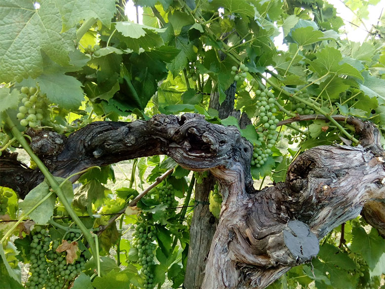 Grappoli Casetta Belvedere