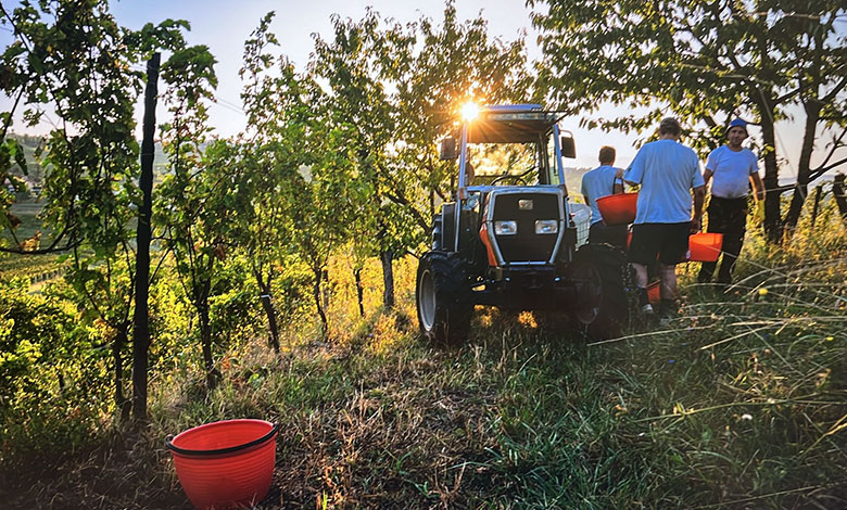 Vendemmia nel Collio
