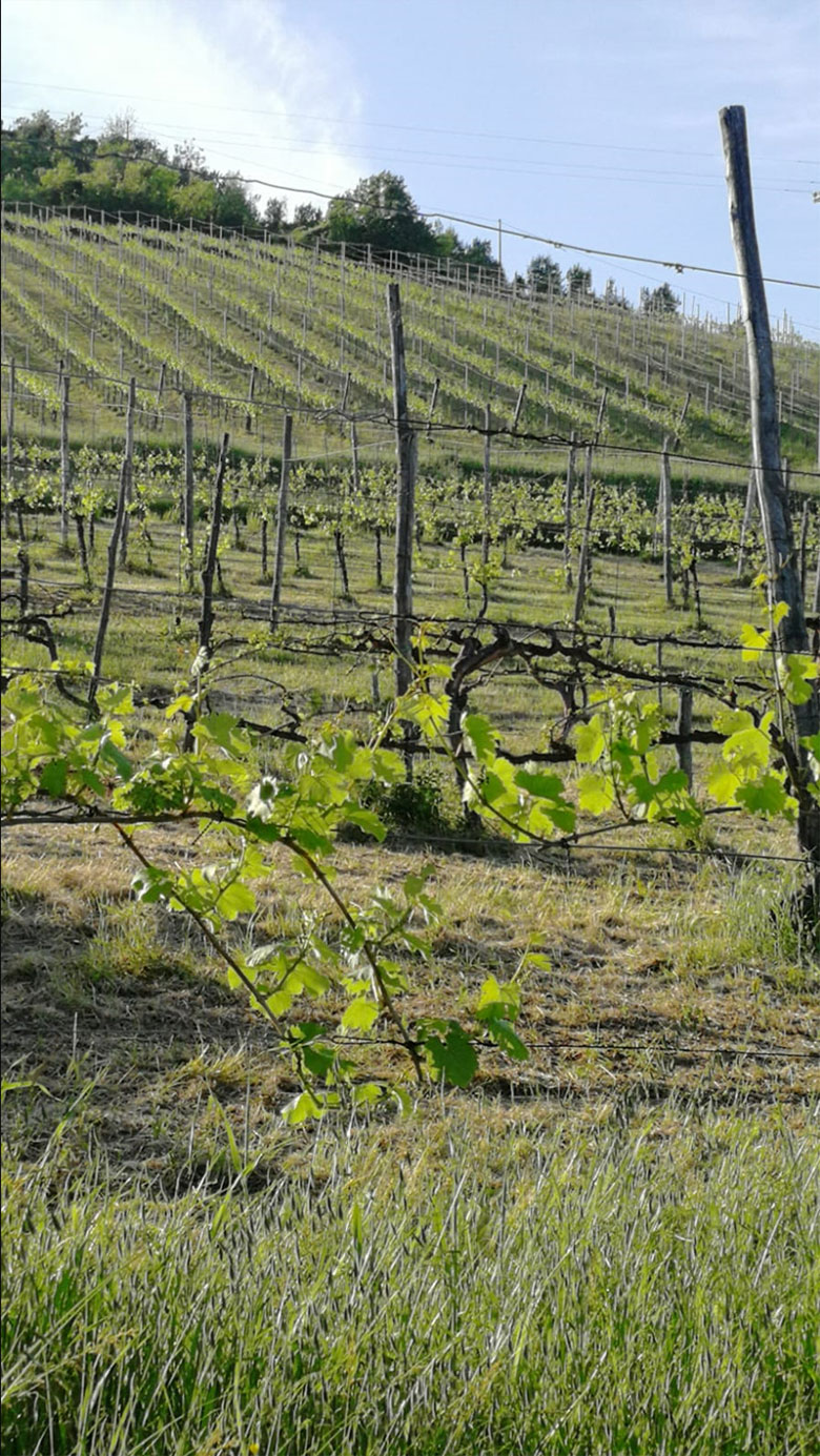 Vigneto Casetta Belvedere