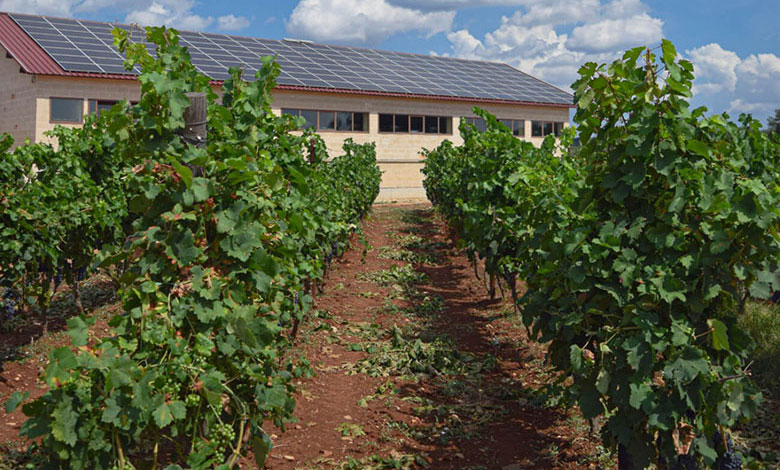 Vinicola Cicella cantina e vigneto