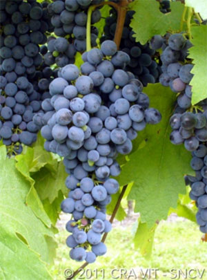 vitigno schioppettino