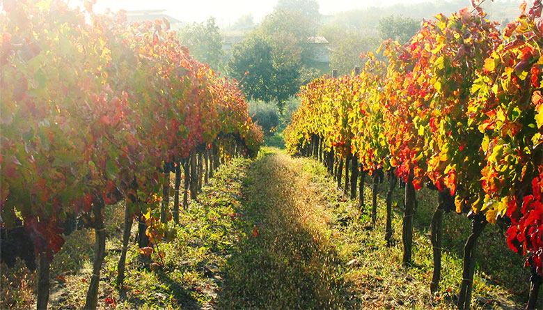 Vigneto azienda Stefania Barbot