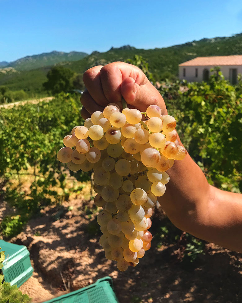 L'uva vermentino