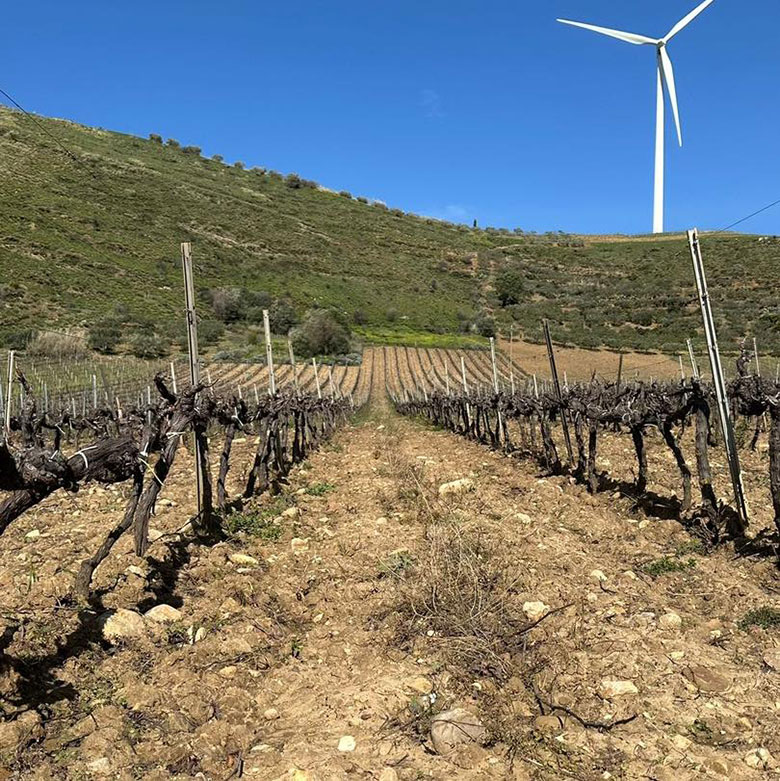 Vigneti cantine Brugnano