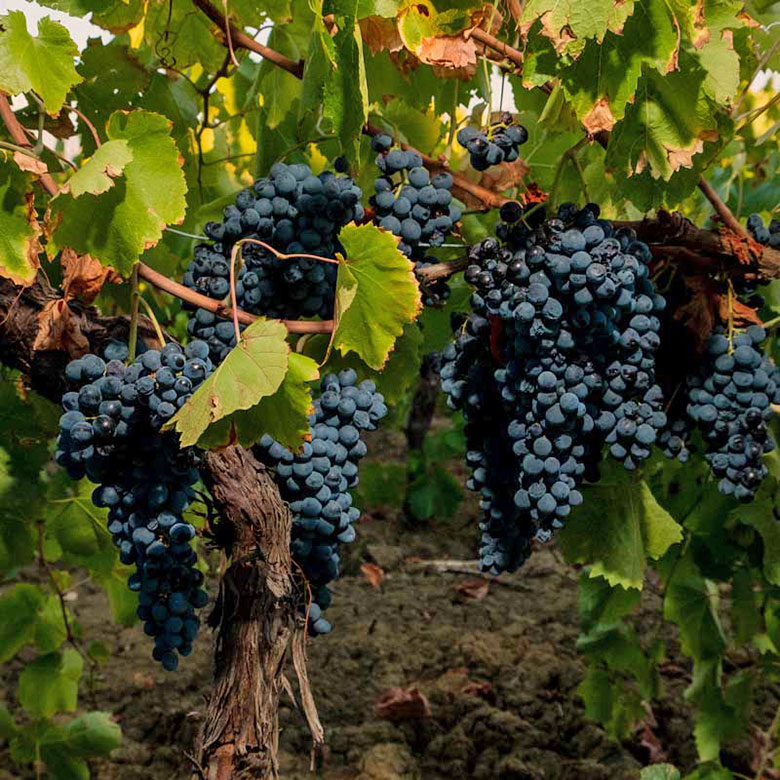 Grappoli azienda Brugnano