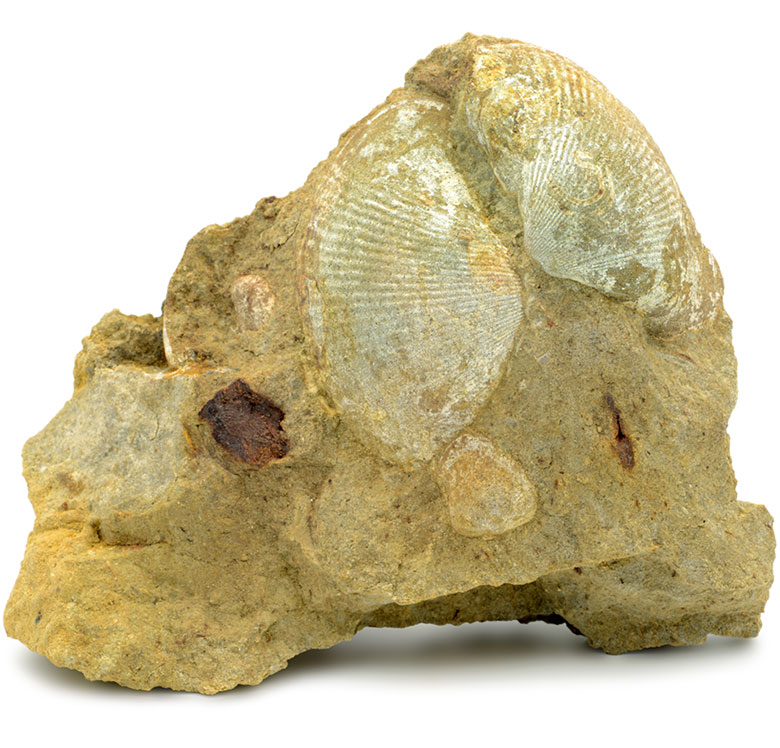 Composizione terreno Tenuta la Fiammenga