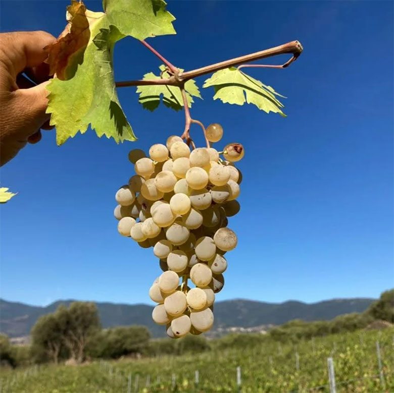 Grappolo di Arvisionadu