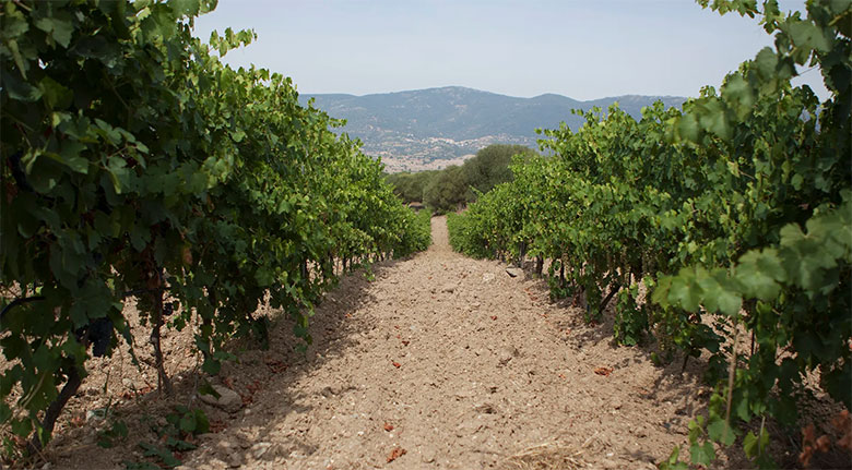 Vigna Cantina Arvisionadu