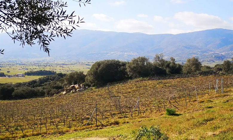 Vigneto Cantina Arvisionadu