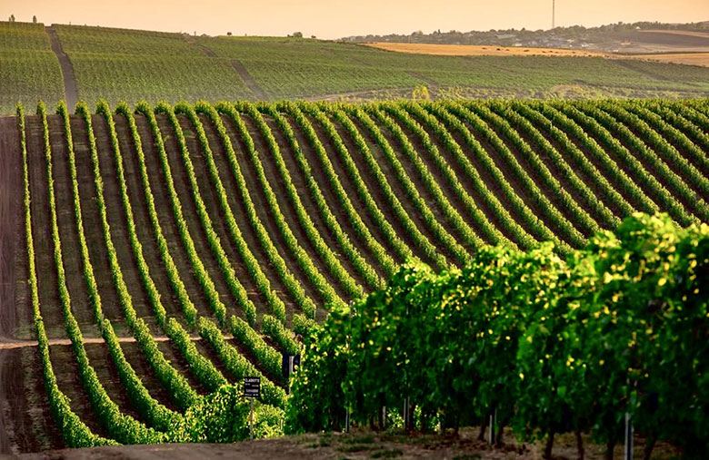 Vigneti in Azerbaijan
