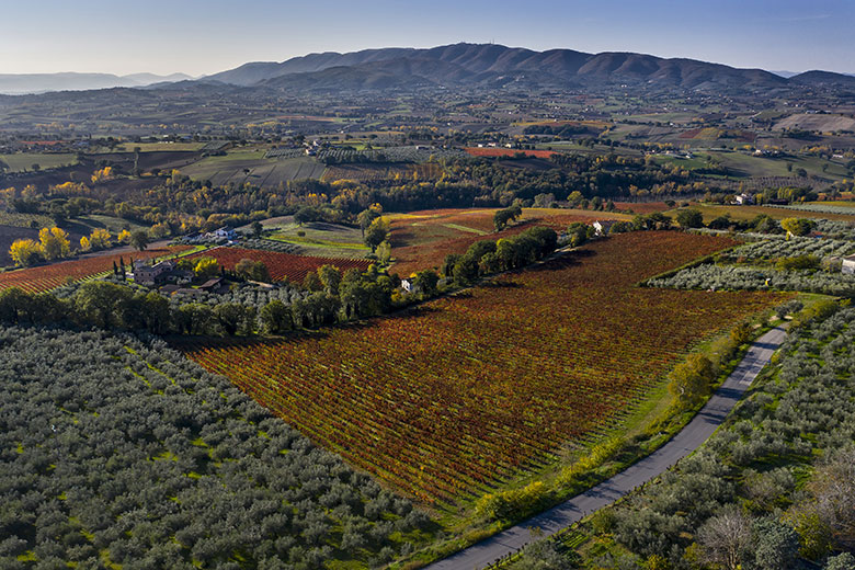 Vigne Chiusa di Pannone Antonelli San Marco