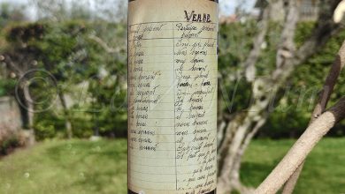 Bianco Gino 2022 Santuvario