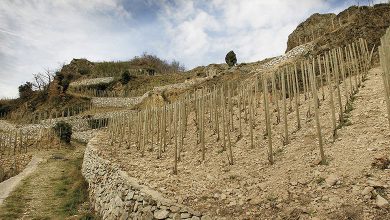La Maison Casting de Terroirs