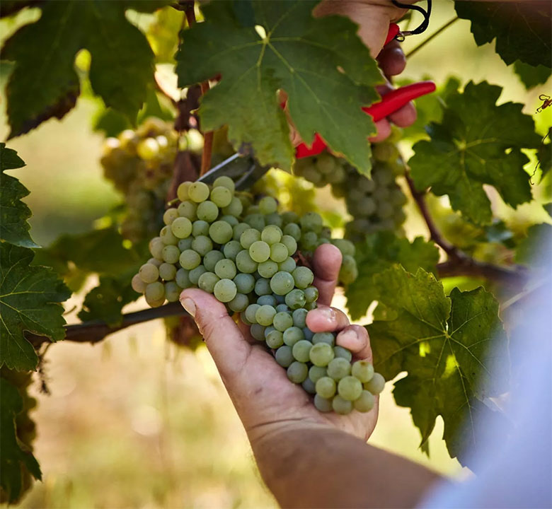 Tenuta Barbarossa uva bianca