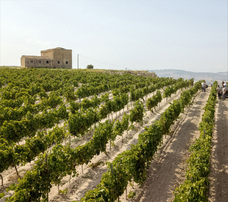 Tenuta Suor Marchesa