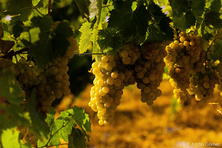 Cuvage Aaròn Gòmez