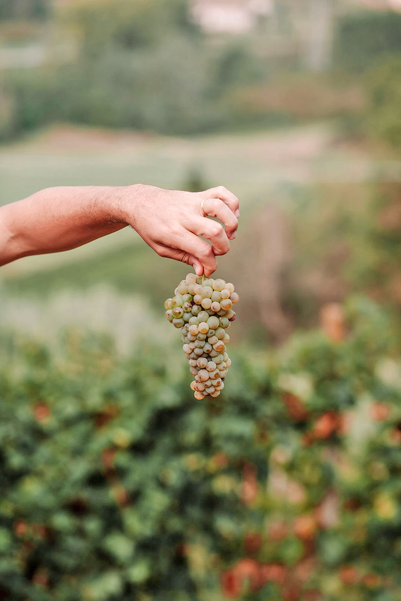 Un grappolo di arneis