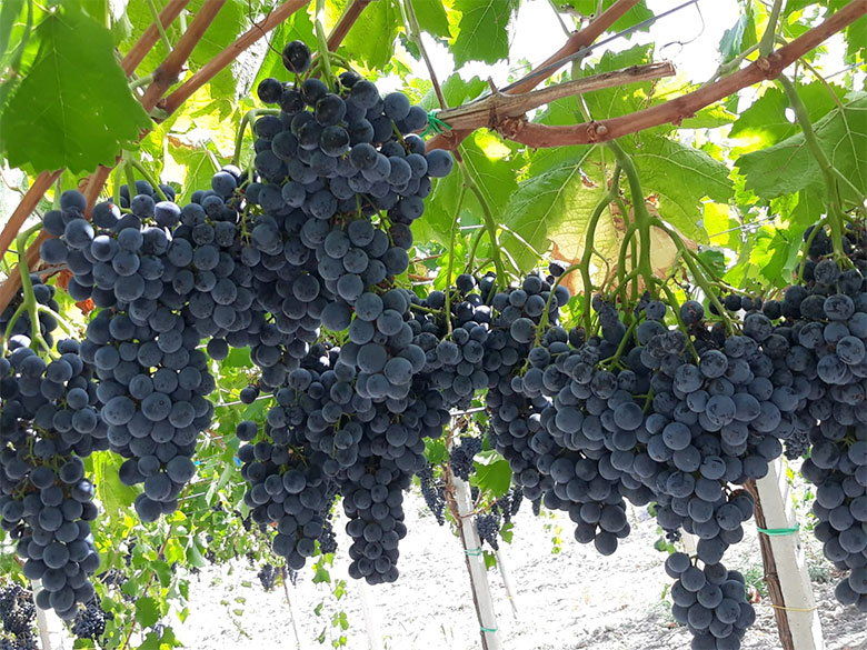 Nero d'Avola